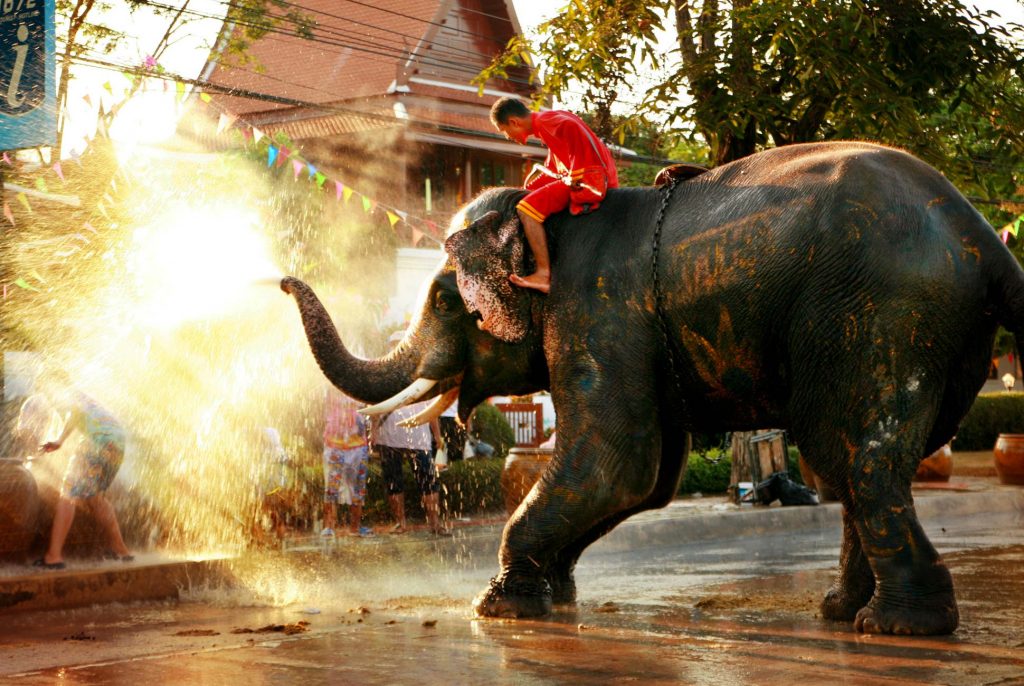 Elephants 'blessing' the crowd during Songkran in Thailand