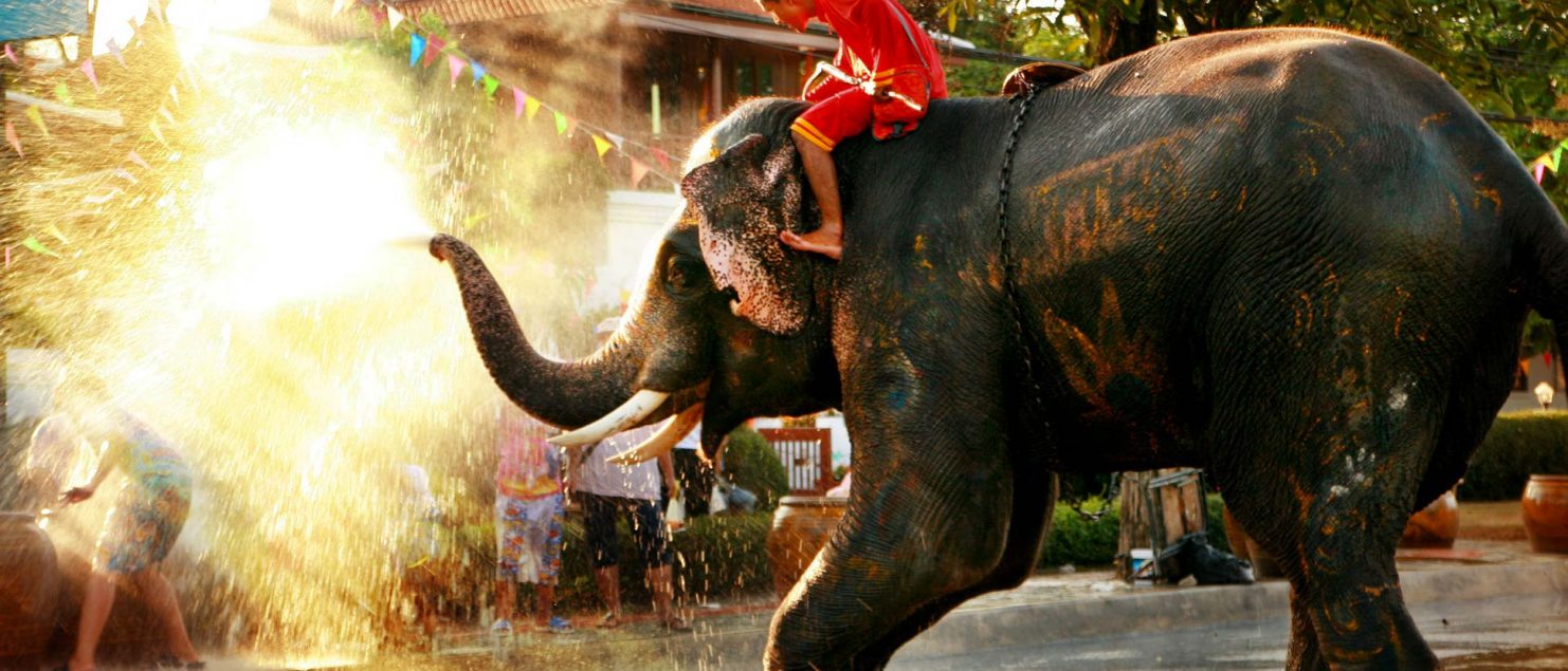 Elephants 'blessing' the crowd during Songkran in Thailand