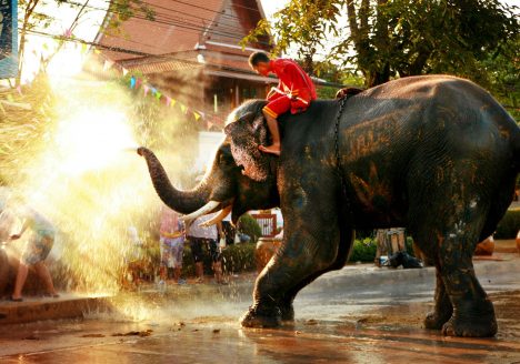 Elephants 'blessing' the crowd during Songkran in Thailand