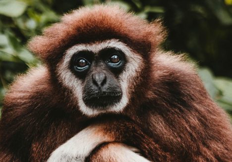 Gibbon, Phuket, Thailand