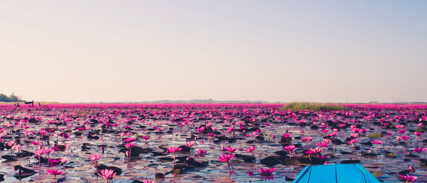 Red lotus sea, Udon Thani, Thailand