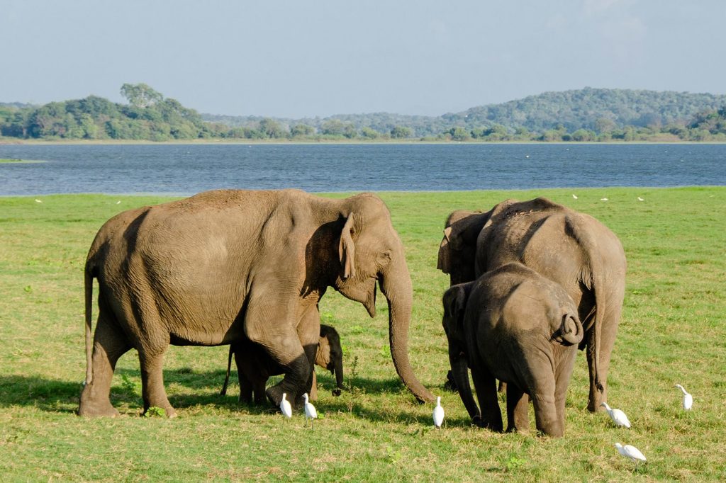 Elephants in Thailand