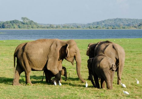 Elephants in Thailand