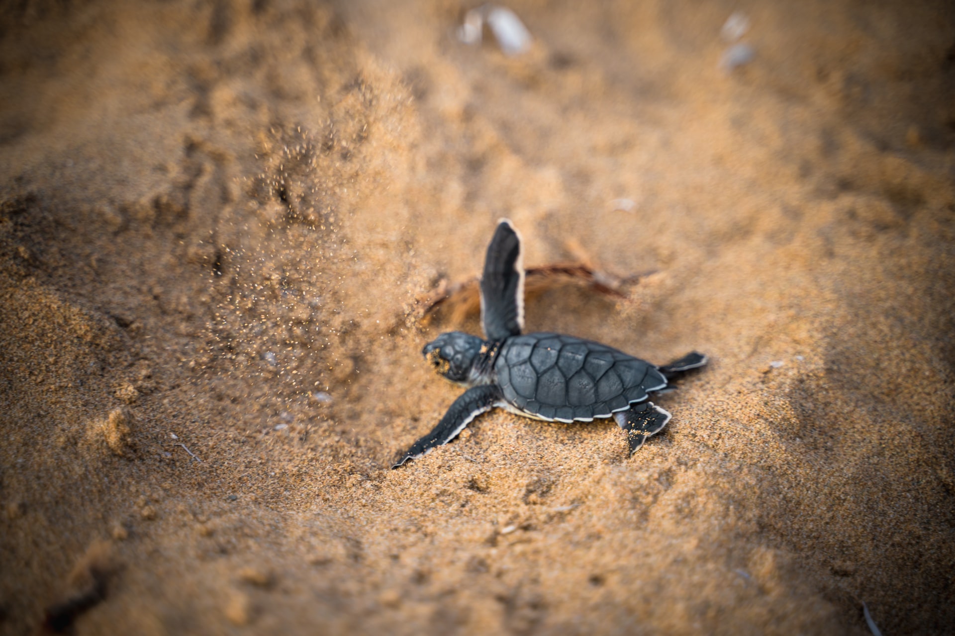 Sattahip's Sea Turtle Conservation Centre takes excellent care of its cute residents