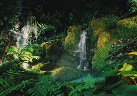 Pristine rainforest in the jungles outside Chiang Mai, Thailand
