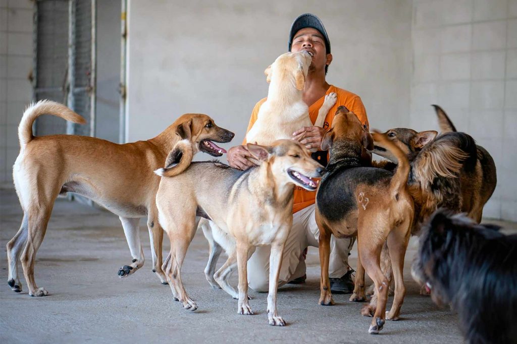 A volunteer at the Soi Dog Foundation in Thailand