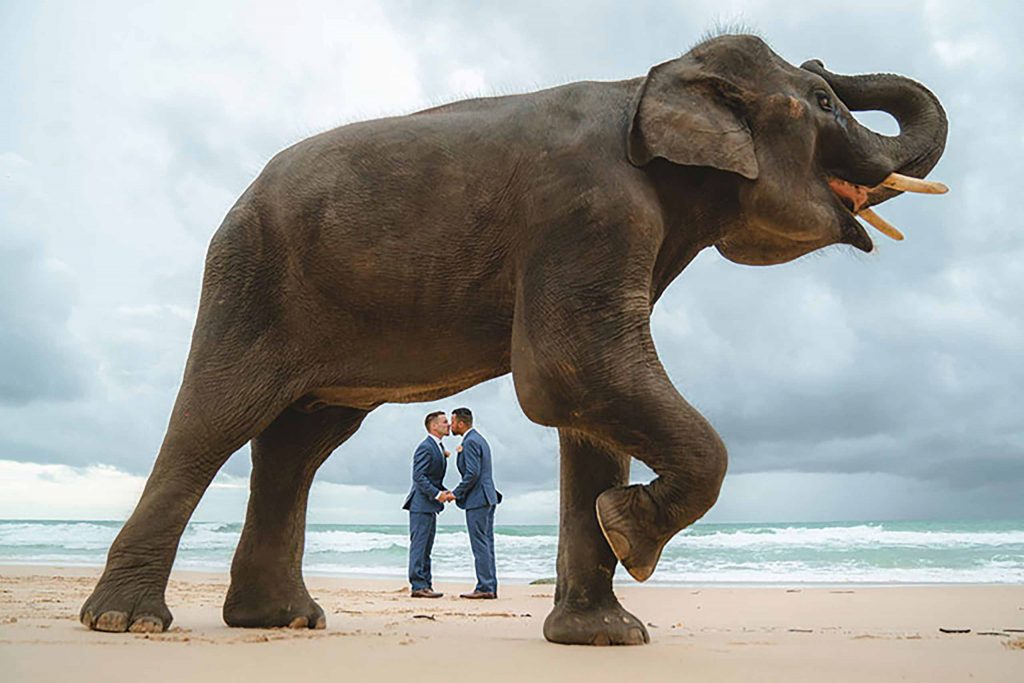 A pair of grooms kiss on the beach in Phuket, as a Thai elephant walk in the foreground