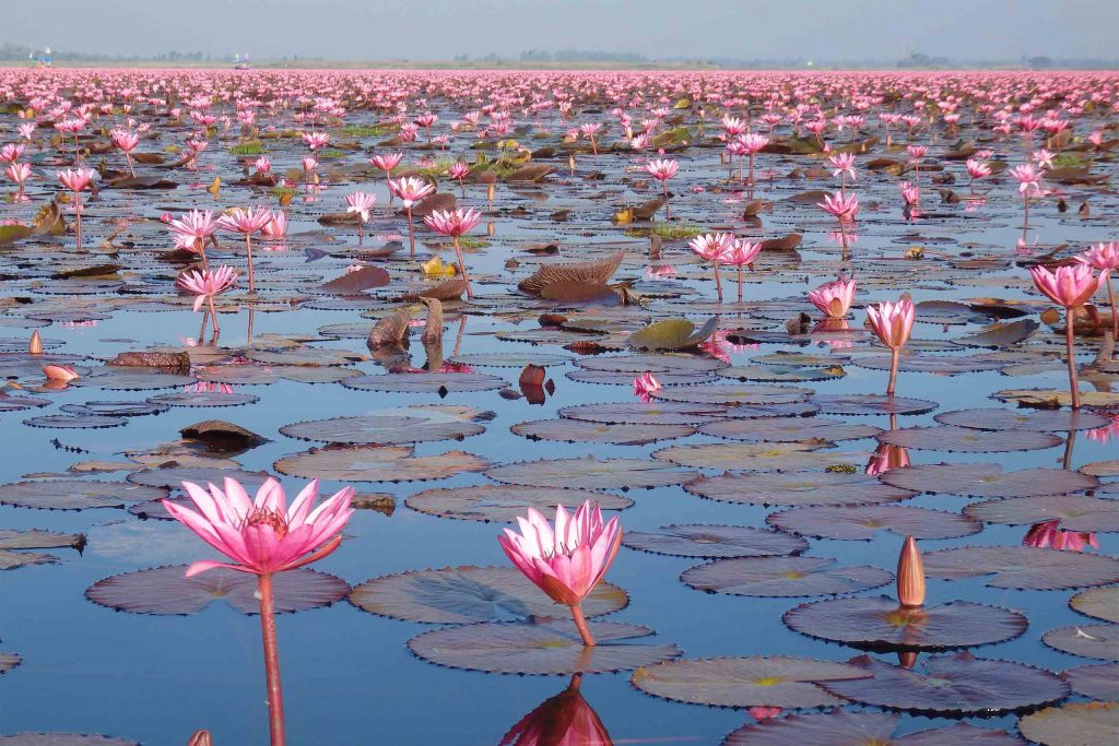 A vast lake covered in blooming pink lotus flowers stretching to the horizon.